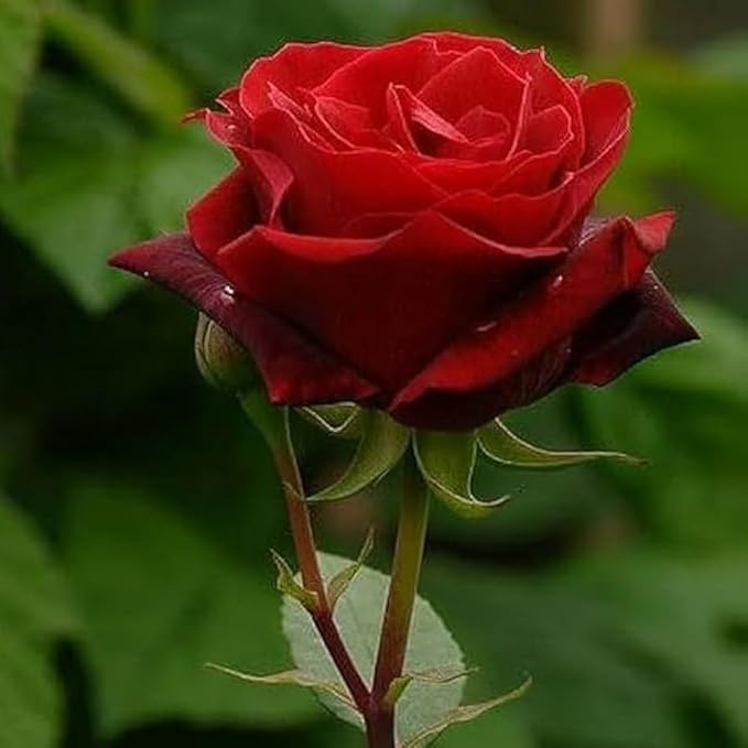 Govind Spiritual Flowers Product